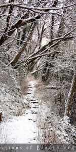 Paisaje,Invierno,Árboles