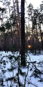 Invierno,Naturaleza,Paisaje,Árboles