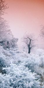 Paysage,Arbres,Nature,Hiver