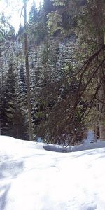 Winter,Trees,Mountains,Snow,Nature,Drifts,Romania