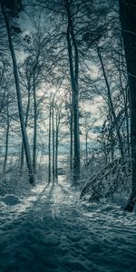 Winter,Trees,Nature,Snow