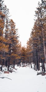 Nature,Forêt,Neige,Arbres,Hiver