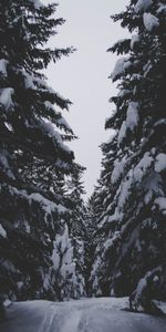 Winter,Trees,Nature,Snow,Passage,Forest