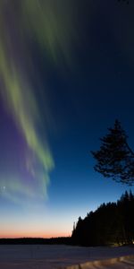 Winter,Trees,Night,Forest,Northern Lights,Dark,Aurora Borealis