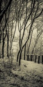 Nature,Neige,Arbres,Chb,P C,Hiver,Chemin