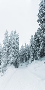 Naturaleza,Árboles,Camino,Nevado,Cubierto De Nieve,Invierno,Nieve