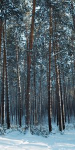 Nature,Pin,Forêt,Aiguilles,Arbres,Neige,Hiver