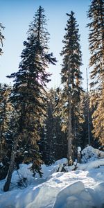 Winter,Trees,Pine,Snow,Nature,Forest