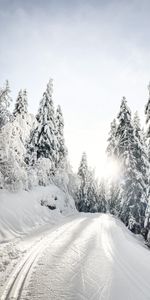 Winter,Trees,Road,Snow Covered,Snowbound,Nature,Snow