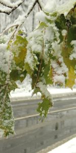 Routes,Feuilles,Paysage,Hiver,Arbres,Neige