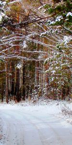 Winter,Trees,Roads,Snow,Landscape