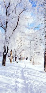 Routes,Arbres,Neige,Hiver,Paysage