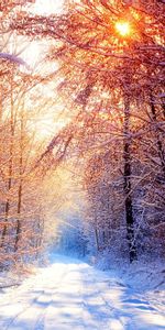 Winter,Trees,Roads,Sun,Landscape