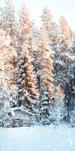 Arbres,Briller,Chute De Neige,Nature,Lumière,Hiver,Neige,Loger,Petite Maison