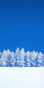 Winter,Trees,Sky,Clean,Minimalism