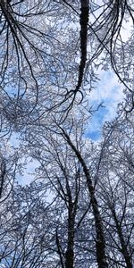 Winter,Trees,Sky,Hoarfrost,Frost,Bottom View,Nature