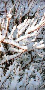 Arbres,Contexte,Neige,Hiver