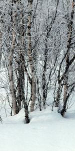 Neige,Branches,Les Dérives,Dérives,Arbres,Nature,Hiver