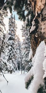 Winter,Trees,Snow,Coniferous,Forest,Nature