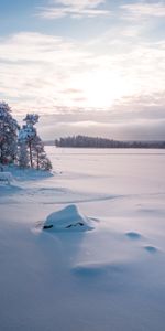 Invierno,Naturaleza,Árboles,Cubierto De Nieve,Nevado,Claro,Polyana,Paisaje