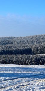 Winter,Trees,Snow,Field,Nature