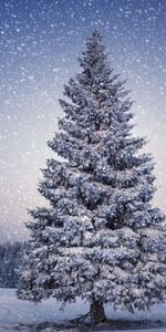 Winter,Trees,Snow,Fir Trees,Landscape