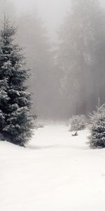 Sapins,Neige,Hiver,Arbres,Paysage