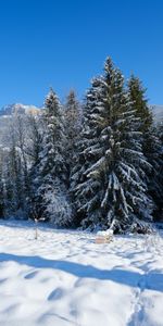 Winter,Trees,Snow,Fir Trees,Mountain,Nature,Landscape