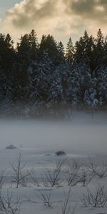 Neige,Sapins,Nature,Arbres,Hiver