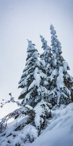 Winter,Trees,Snow,Fir Trees,Nature