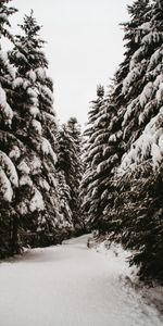 Invierno,Naturaleza,Árboles,Nieve,Abetos,Camino