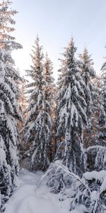 Winter,Trees,Snow,Fir Trees,Snowbound,Snow Covered,Nature