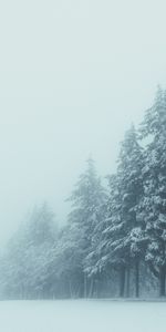 Winter,Trees,Snow,Fog,Nature