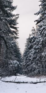 Winter,Trees,Snow,Forest,Nature