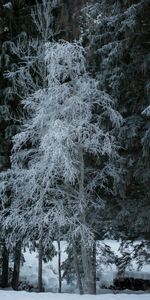 Naturaleza,Invierno,Árboles,Nieve,Escarcha