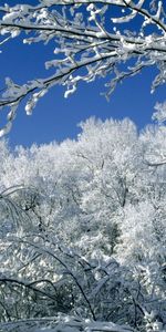 Arbres,Hiver,Neige,Paysage