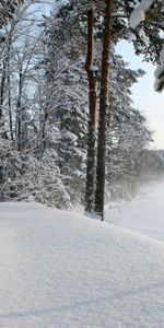 Деревья,Снег,Зима,Пейзаж