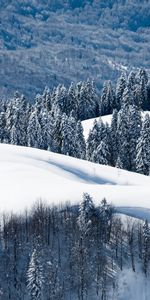 Arbres,Neige,Hiver,Montagnes,Paysage