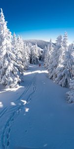 Winter,Trees,Snow,Mountain,Miscellanea,Miscellaneous,Descent,Skier