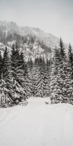 Nature,Montagne,Tempête De Neige,Arbres,Neige,Hiver