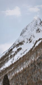 Winter,Trees,Snow,Mountain,Snow Covered,Snowbound,Nature