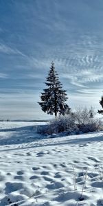 Winter,Trees,Snow,Nature