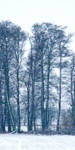 Winter,Trees,Snow,Nature