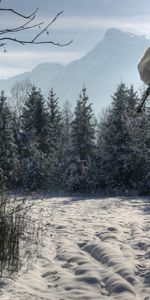 Winter,Trees,Snow,Nature,Forest