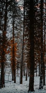 Invierno,Árboles,Bosque,Naturaleza,Nieve