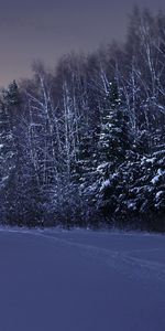 Domaine,Champ,Nature,Arbres,Neige,Nuit,Hiver