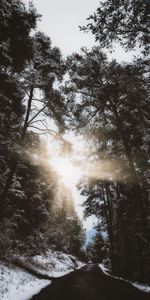 Neige,Route,Branches,Nature,Arbres,Hiver