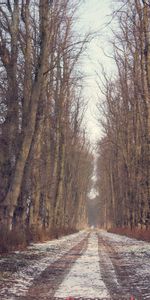 Naturaleza,Árboles,Nieve,Camino,Invierno