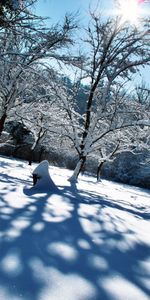 Naturaleza,Árboles,Brillar,Oscuridad,Sombras,Cubrir,Invierno,Luz,Nieve