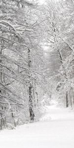 Winter,Trees,Snow,Whiteness,Forest,Panorama,Nature